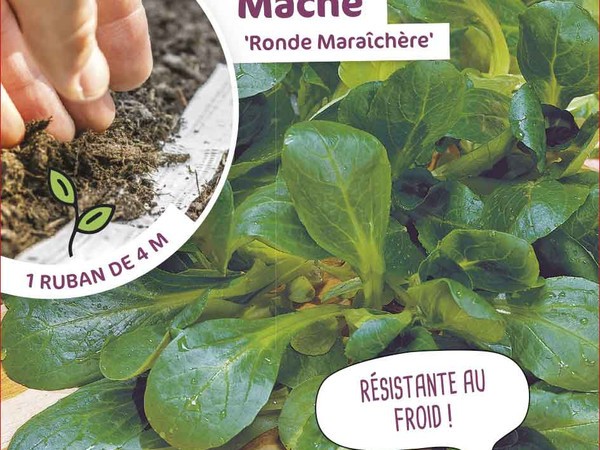 Mâche Ronde Maraîchère