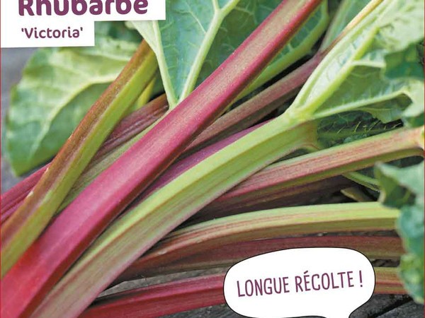 Rhubarbe Victoria