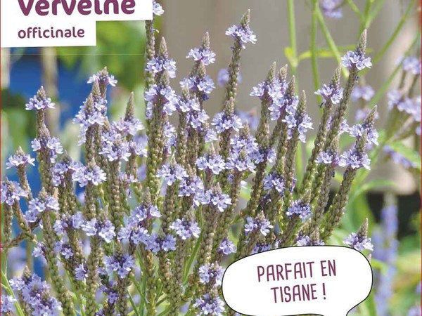 Verveine Officinale