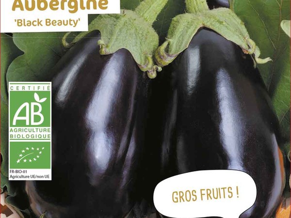 Aubergine Black Beauty