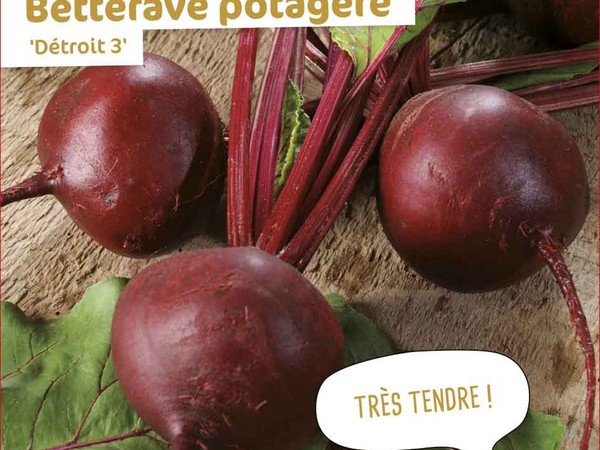 Betterave potagère Détroit 3