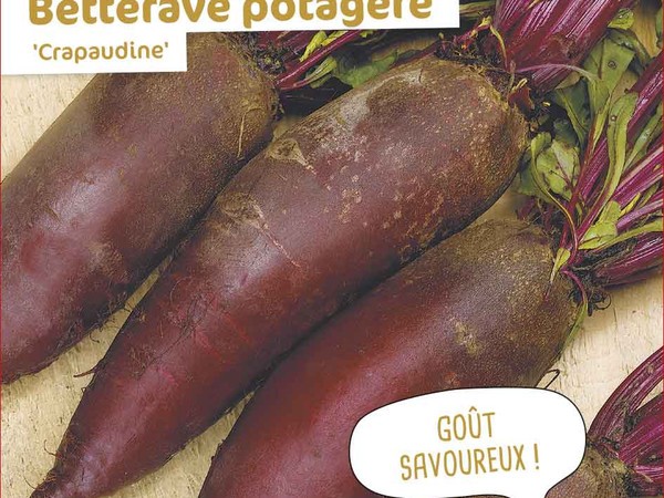 Betterave potagère Crapaudine