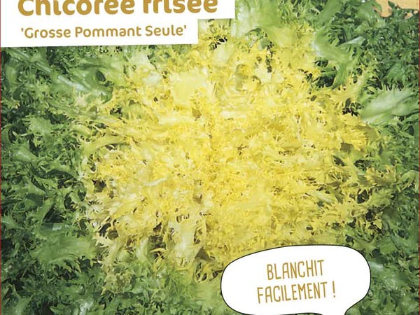 Chicorée frisée Grosse Pommant Seule