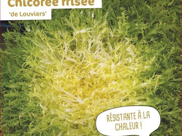 Chicorée frisée de Louviers