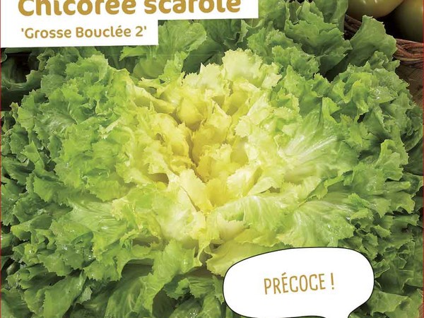 Chicorée scarole Grosse Bouclée 2