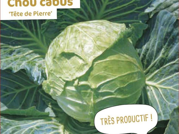 Chou cabus Tête de Pierre