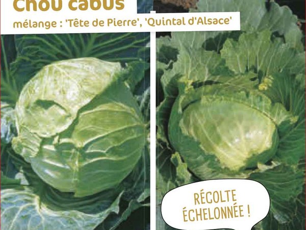 Chou cabus Mélange : Tête de Pierre, Quintal d'Alsace