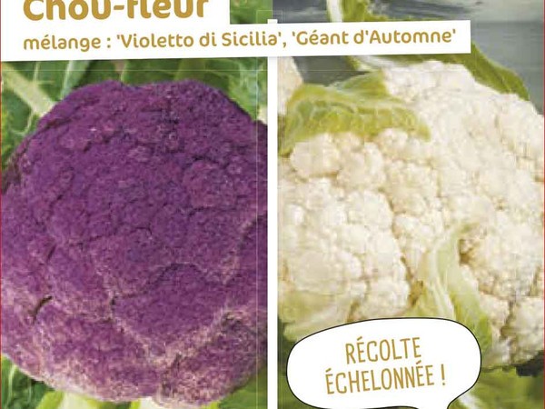 Chou fleur Mélange : Violetto di Sicilia, Géant d'Automne