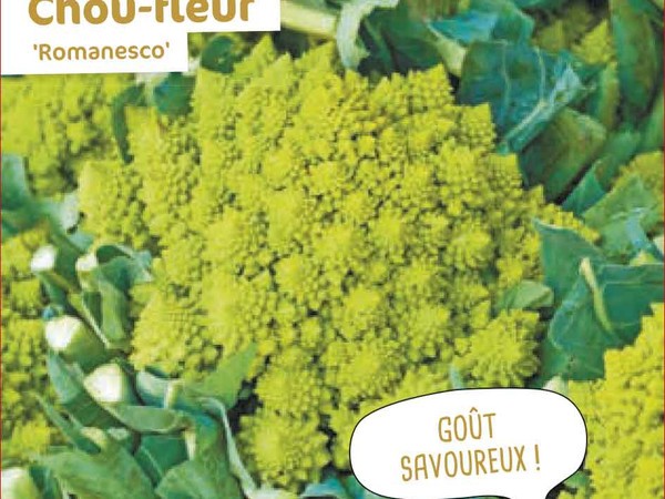 Chou fleur Romanesco