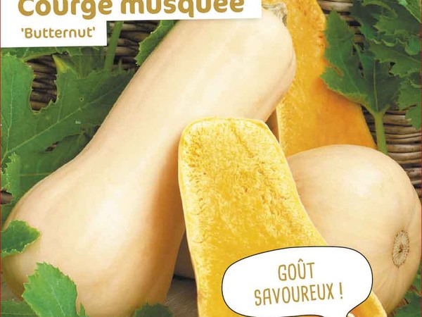 Courge musquée Butternut