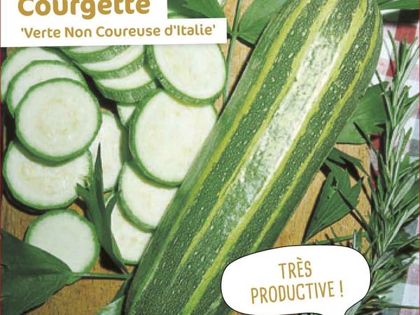 Courgette Verte Non Coureuse d'Italie