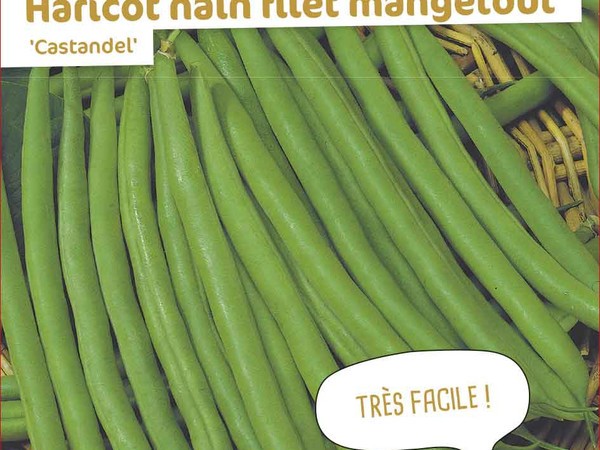 Haricot nain filet mangetout Castandel