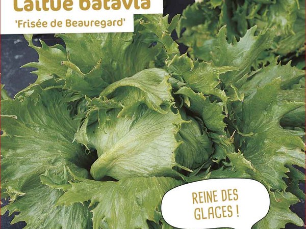 Laitue batavia Frisée de Beauregard