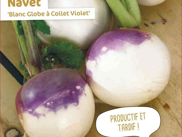 Navet Blanc Globe à Collet Violet