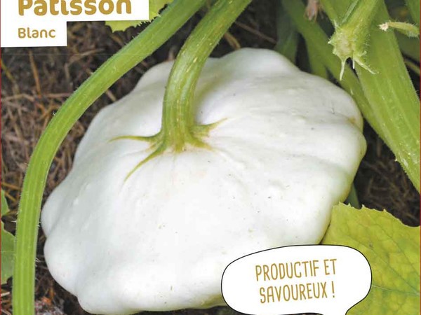 Pâtisson Blanc