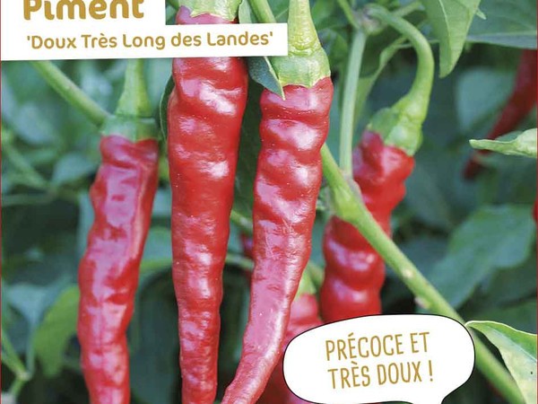 Piment  Doux Très Long des Landes