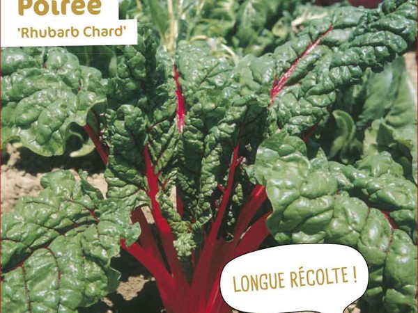 Poirée Rhubarb Chard