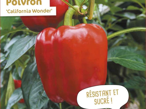 Poivrons et piments : mieux vaut opter pour les rouges que les