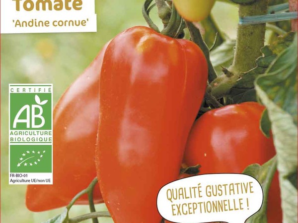 Tomate Andine cornue