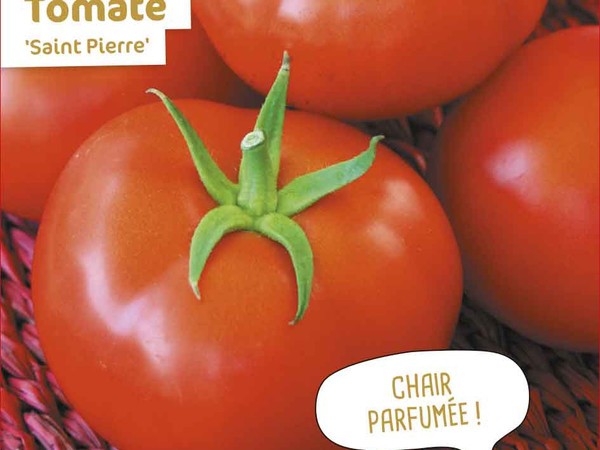 Tomate Saint Pierre