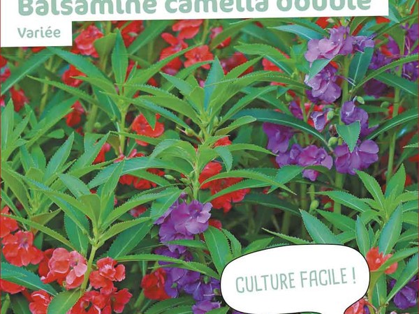 Balsamine camélia double Variée