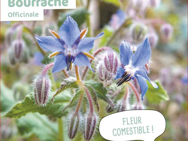 Bourrache Officinale