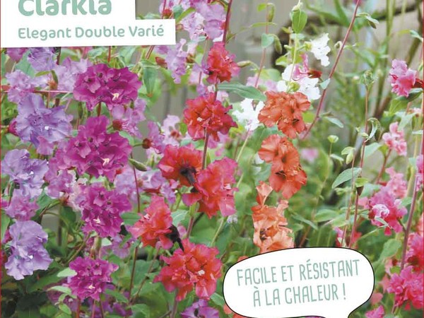 Clarkia  Elegant Double Varié