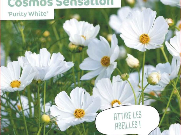 Cosmos Sensation Purity White 