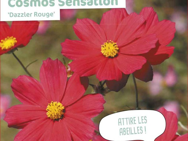 Cosmos Sensation Dazzler Rouge