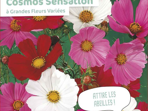 Cosmos Sensation à Grandes Fleurs Variées