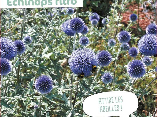 Echinops Ritro