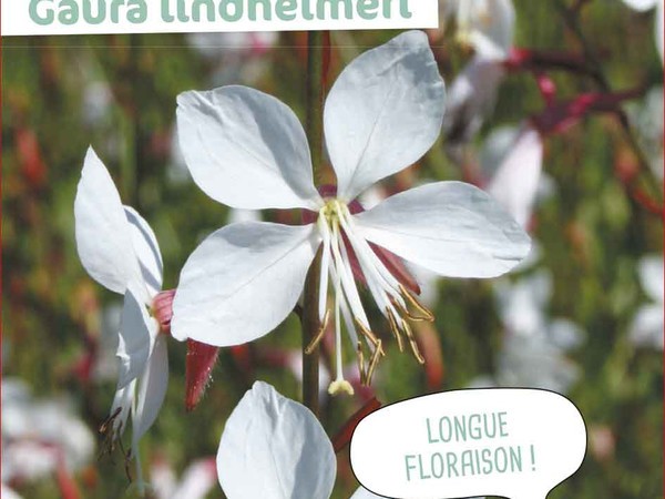 Gaura Lindheimeri