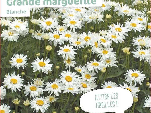 Grande marguerite Blanche