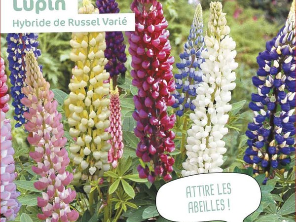 Lupin des jardins (Lupinus x russellii) : fleur, plantation, culture,  entretien