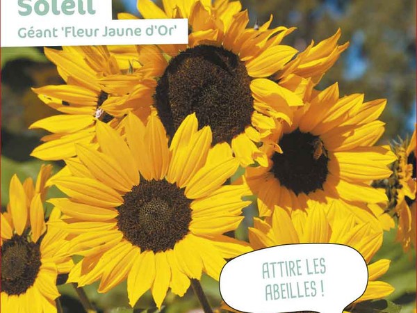 Soleil Géant Fleur Jaune d'Or