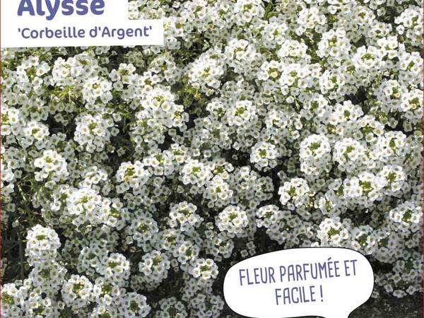 Alysse  Corbeille d'Argent