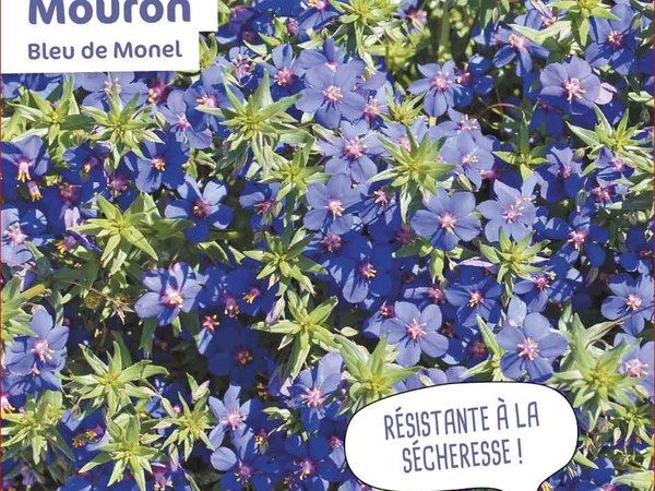 Mouron Bleu de Monel