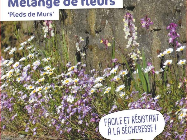 Mélange de fleurs Pieds de murs