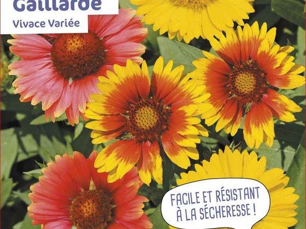 Gaillarde  Vivace Variée