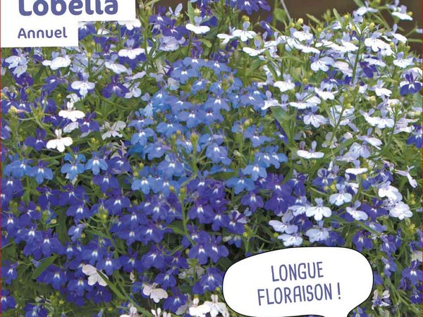 Lobelia Annuel