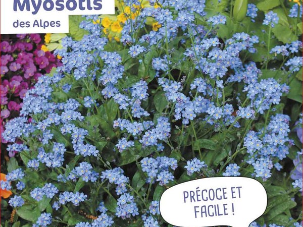 Myosotis des Alpes