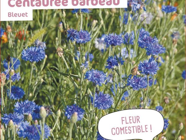 Centaurée barbeau Bleuet