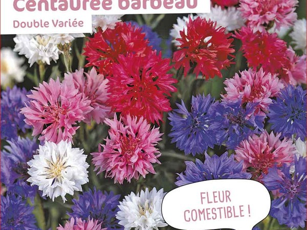 Centaurée barbeau Double Variée