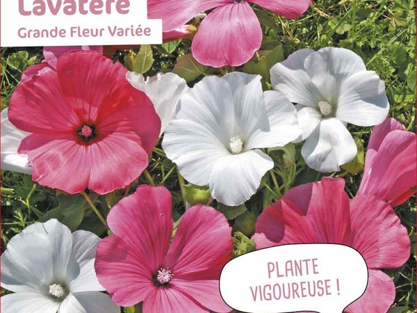 Lavatère Grande Fleur Variée