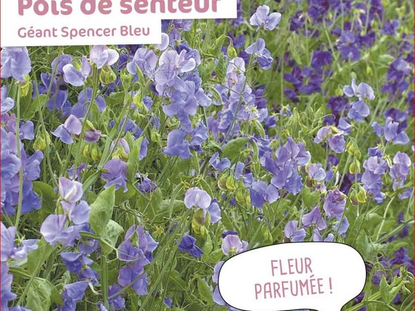 Pois de senteur Géant Spencer Bleu