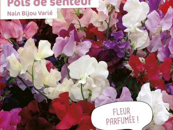 Pois de senteur Nain Bijou Varié