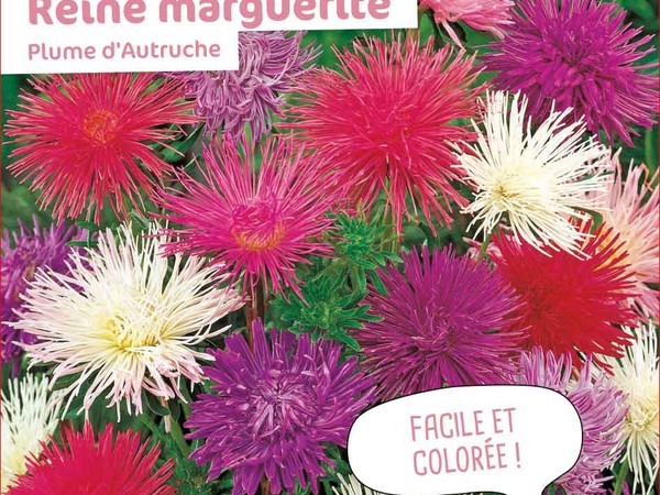 Reine marguerite Plume d'Autruche