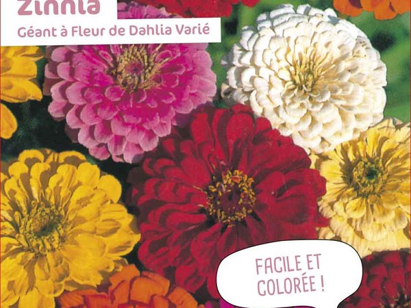 Zinnia Géant à Fleur de Dahlia Varié