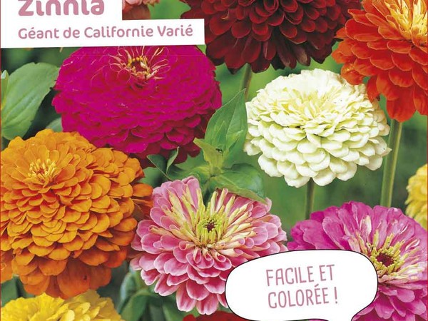 Zinnia Géant de Californie Varié