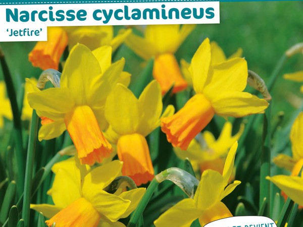 Narcisse cyclamineus Jetfire